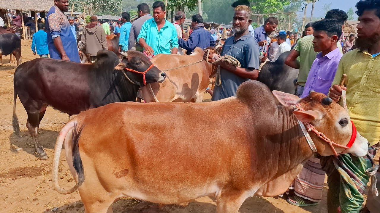 আজ ২রা মার্চ ২৬ | চট্রগ্রামের খামারী খামার উপযোগী মাঝারি সাইজের ষাঁড় কেমন দামে কিনছেন | আমবাড়ী হাট 