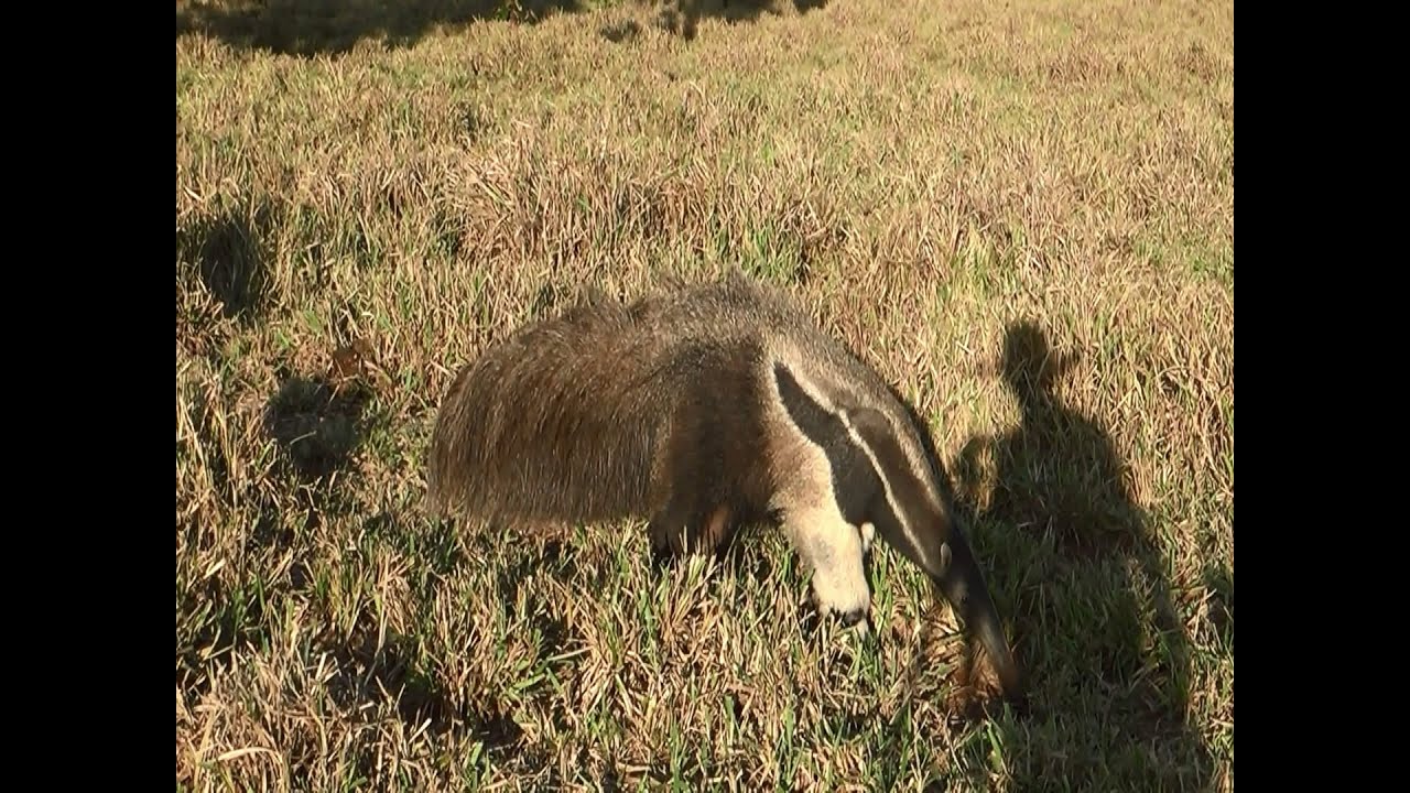 TAMANDUÁ-BANDEIRA em busca de alimento, (MYRMECOPHAGA TRIDACTYLA), GIANT ANTEATER.