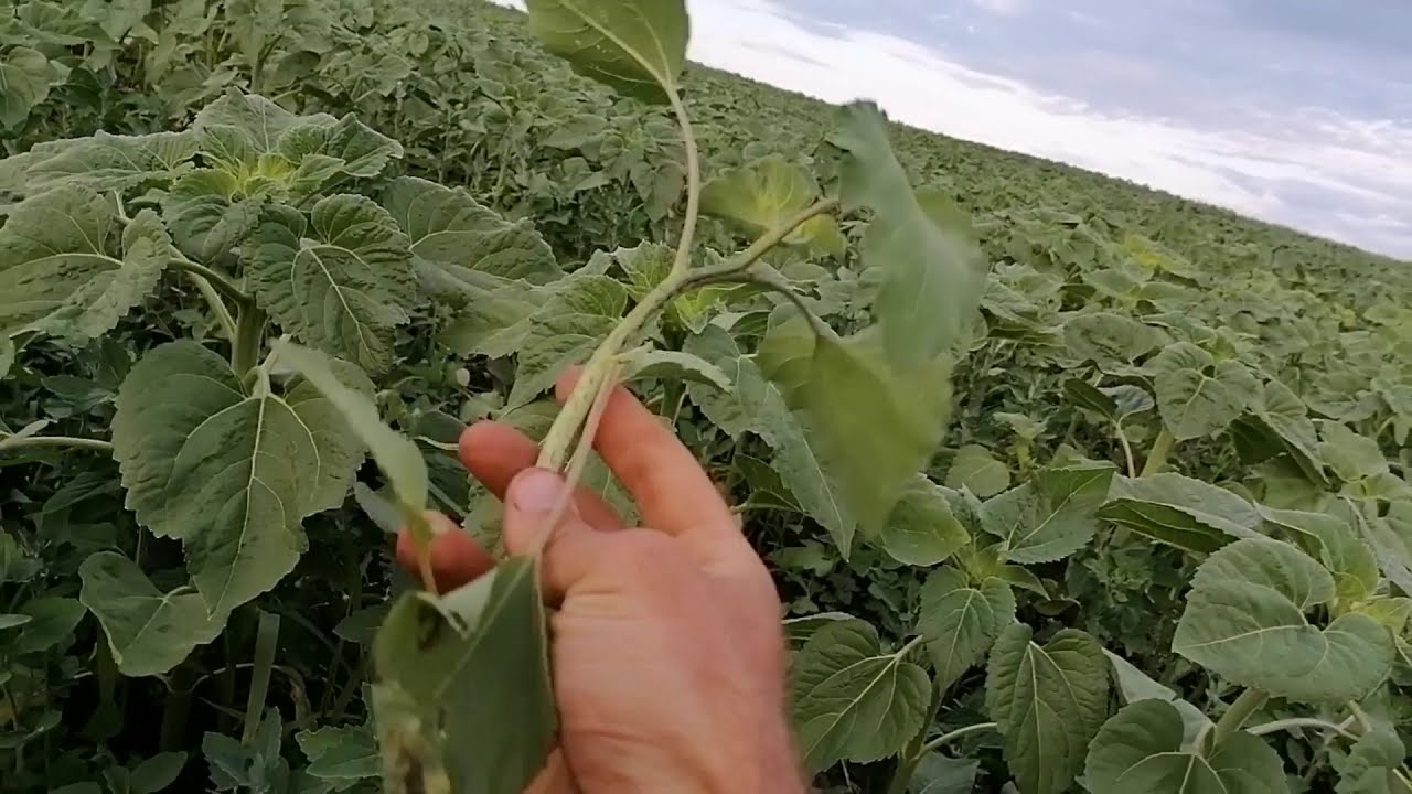 МИССИЯ СПАСАТИ ПОДСОЛНЕЧНИК ЧАСТЬ 4 !!! Syngenta НК Неома.