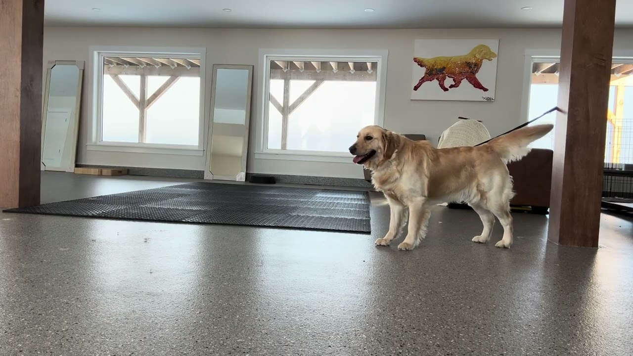 Ella Bella- Guarding Issues