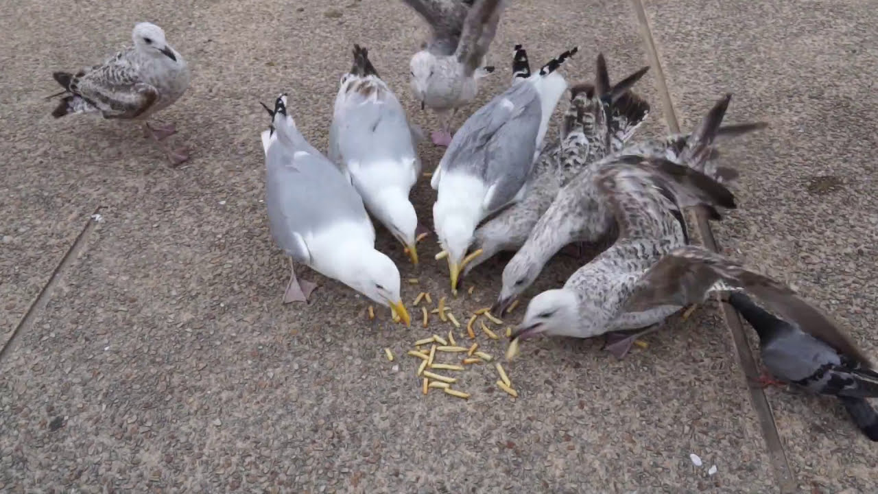 Blackpool Seagulls 2016
