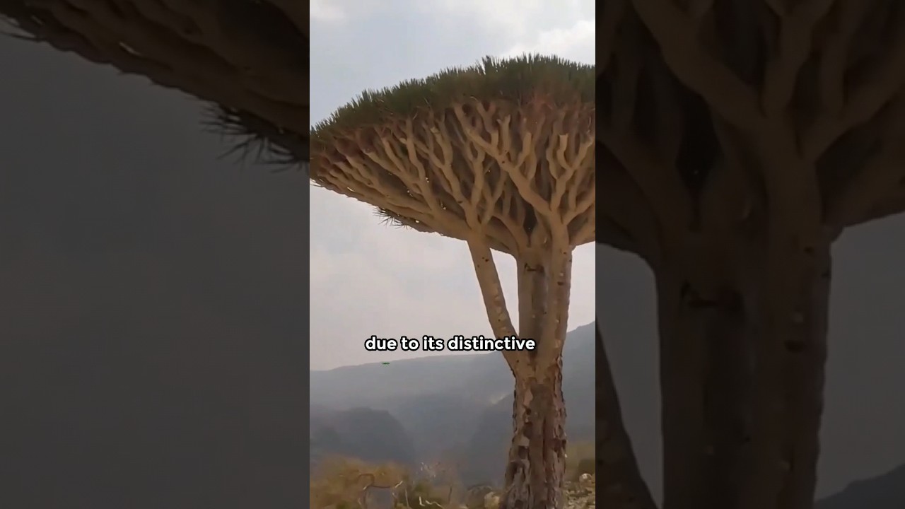 Unlocking Socotra's Secrets 🌴 | Discover the Mysteries of This Enigmatic Island! #shorts