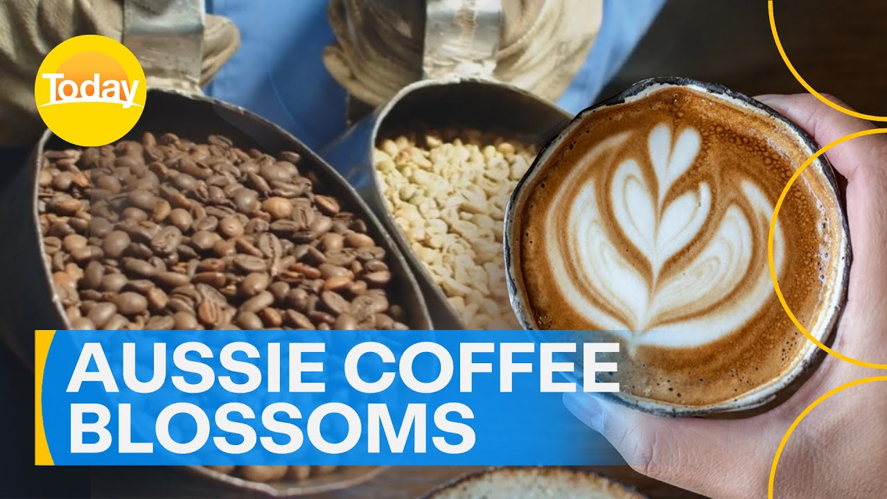 Local Aussie coffee growers set to face a booming season | Today Show Australia