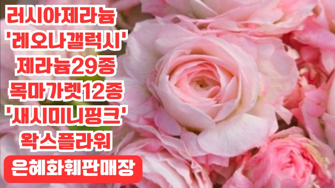 은혜화훼판매장🌳전화주문 ☎010 26514421#러시아제라늄 레오나갤럭시,아나스타샤,인스피레이션,엠마누엘#제라늄29종 로코코,비누스#목마가렛 새시미니핑크#환타지아#사랑초46종🌳