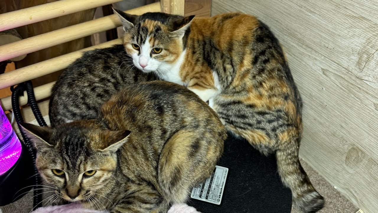 よりパパ【しゃあ猫団 ch.】 がライブ配信中！