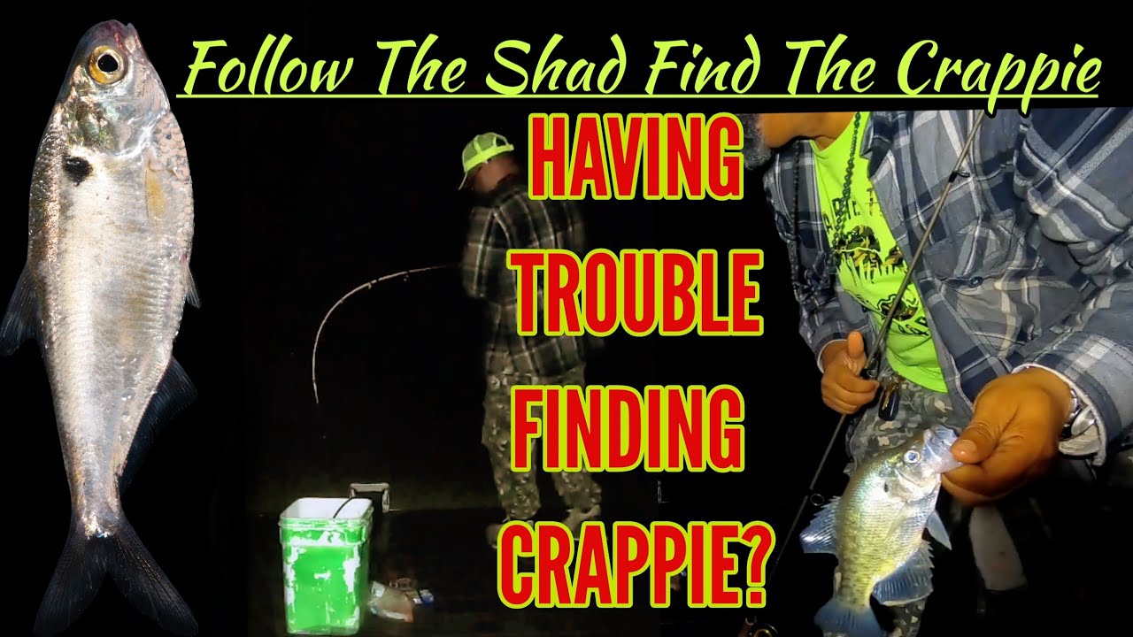 How To Find Crappie? Follow the Shad? Crappie Town USA Baby