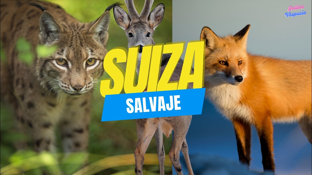 SUIZA SALVAJE/BOSQUES Y ANIMALES. #historia #geografia #alpessuiços #suiza #animals #lince #zorro
