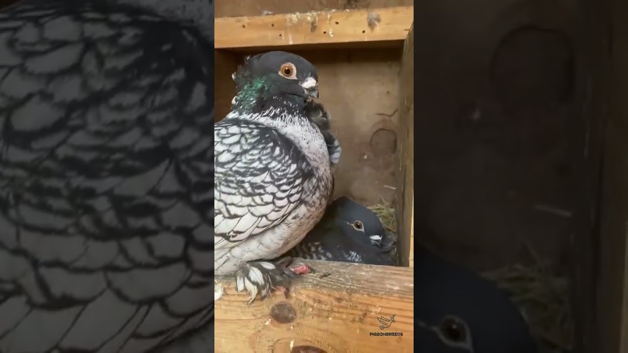 Blondinette Pigeon Pair!!!