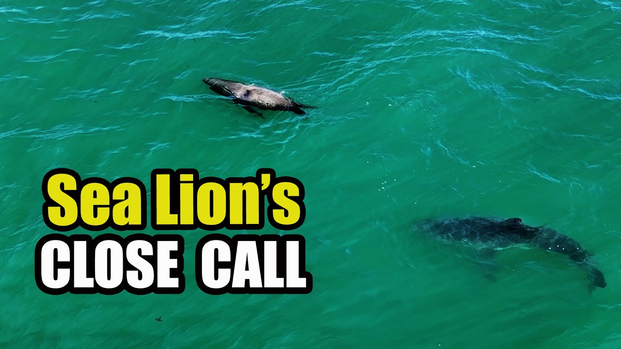 Sea lion Approached by Two Great White Sharks in Shallow Water