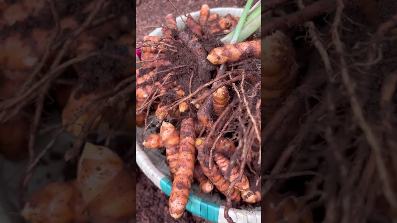 Turmeric Harvest in Our Village 