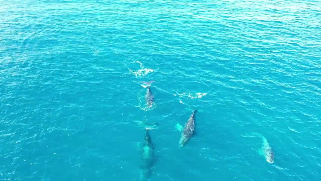 Whales Baja Mexico