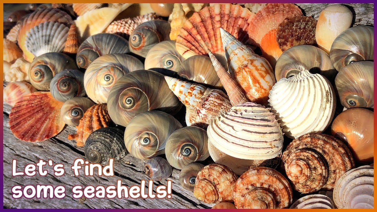 Finding Shells Hervey Bay | Moon Snails on Mud Flats [Virtual Shelling]