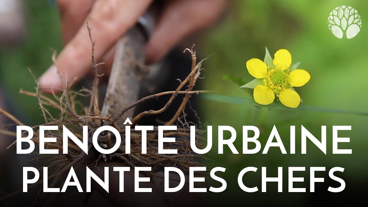 La beno&icirc;te urbaine, cuisin&eacute;e par les chefs !