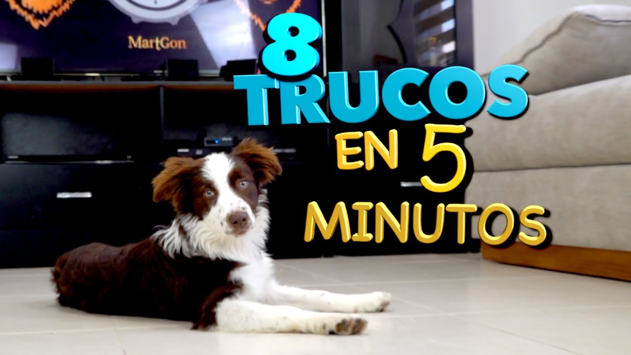 8 Trucos de Perros EN 5 MINUTOS - MartGon