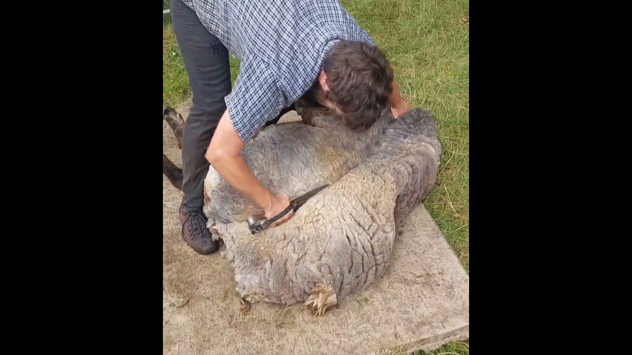 Blade Shearing one of the rarest sheep(Stewart Island)