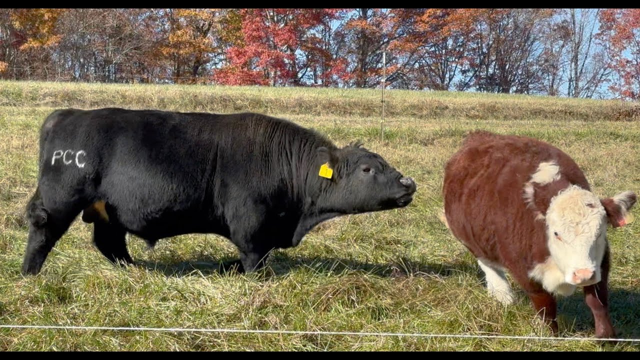 Herd Quitter® Minute - How Much is a PCC® Bull Worth?