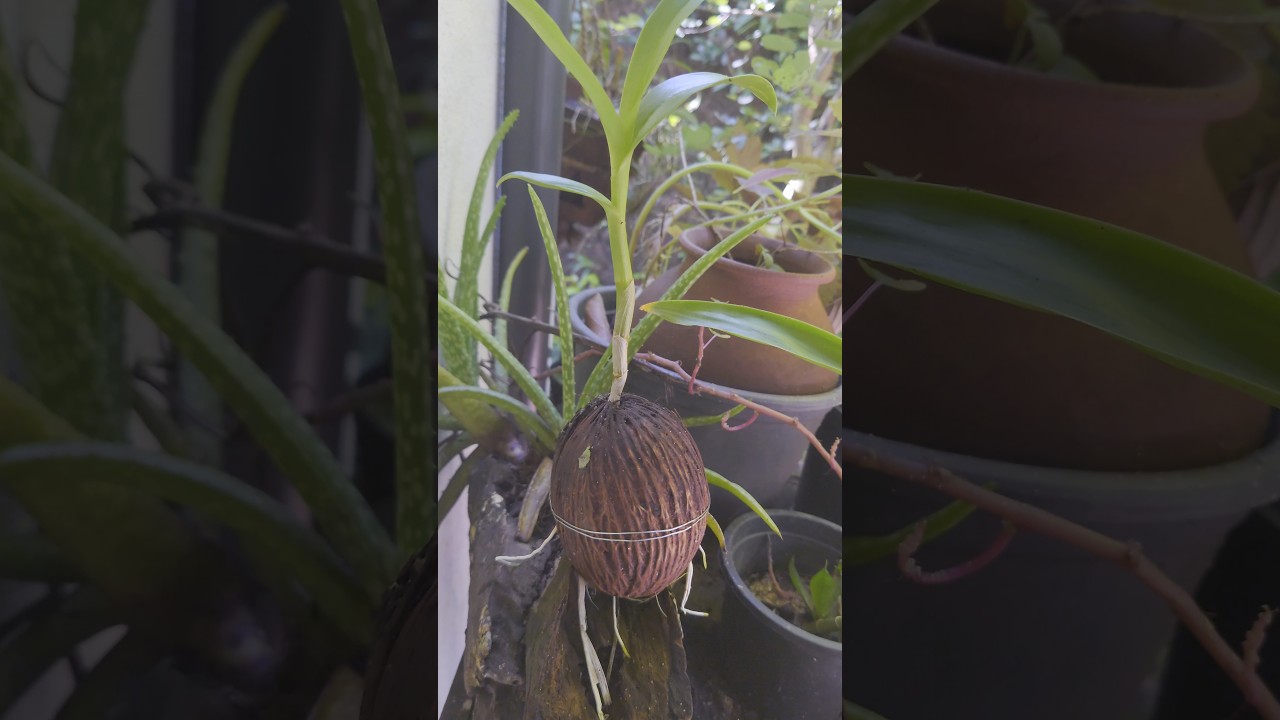 Natural pot for orchids 🌷🌷 Cerbera manghas nuts #flowerpots #gardeningtips
