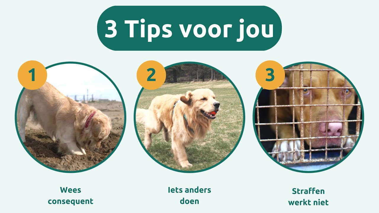 Mijn hond graaft in de tuin, wat kan ik doen?