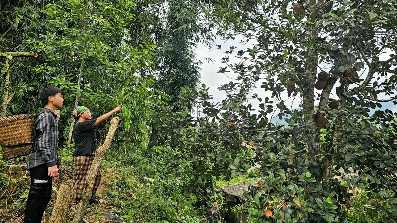 Nam went to buy big, beautiful jackfruit to resell at a higher price. Nam's daily life