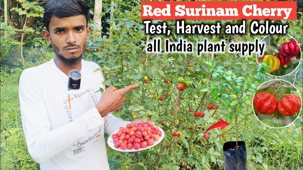 Red Surinam Cherry Fruit Bearing, Harvest and Test Review/all India plant supply/WhatsApp9062349546