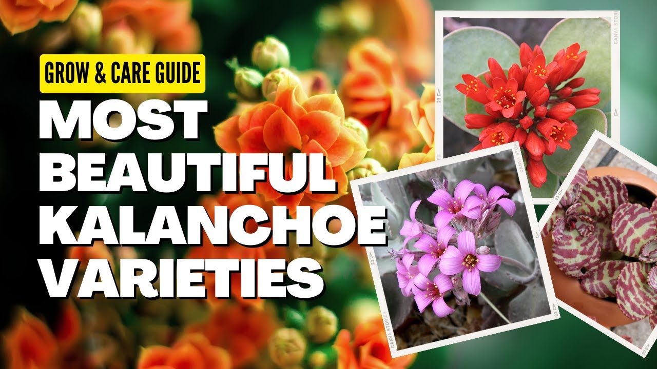 How to Grow & care for Kalanchoe | Most beautiful Kalanchoe varieties