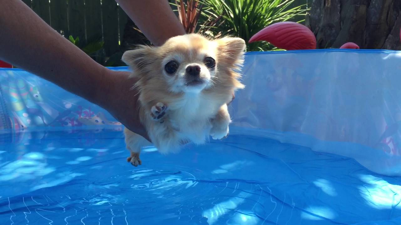 Tiny Dog Paddles Above Water