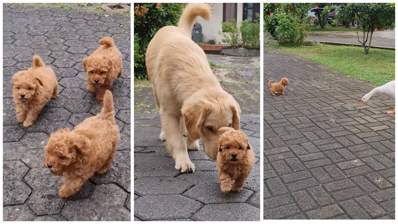 JALAN SORE SAMA ANAK ABON, FYLO ISENG, PUPPY TAKUT SAMA SOANG! - The Golden Family LIVE