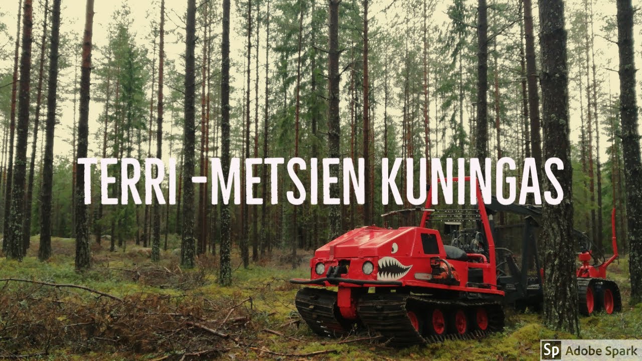 Terri - metsien kuningas