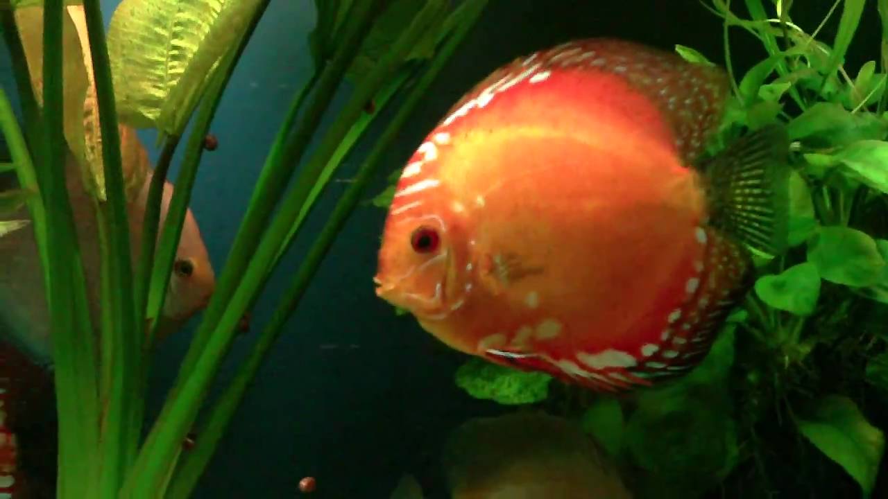 Discus in planted tank(discusi in acvariu plantat)Daniel79(BC)