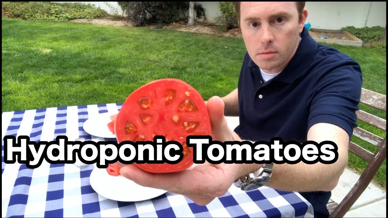Hydroponic tomato taste test and final results — part 3