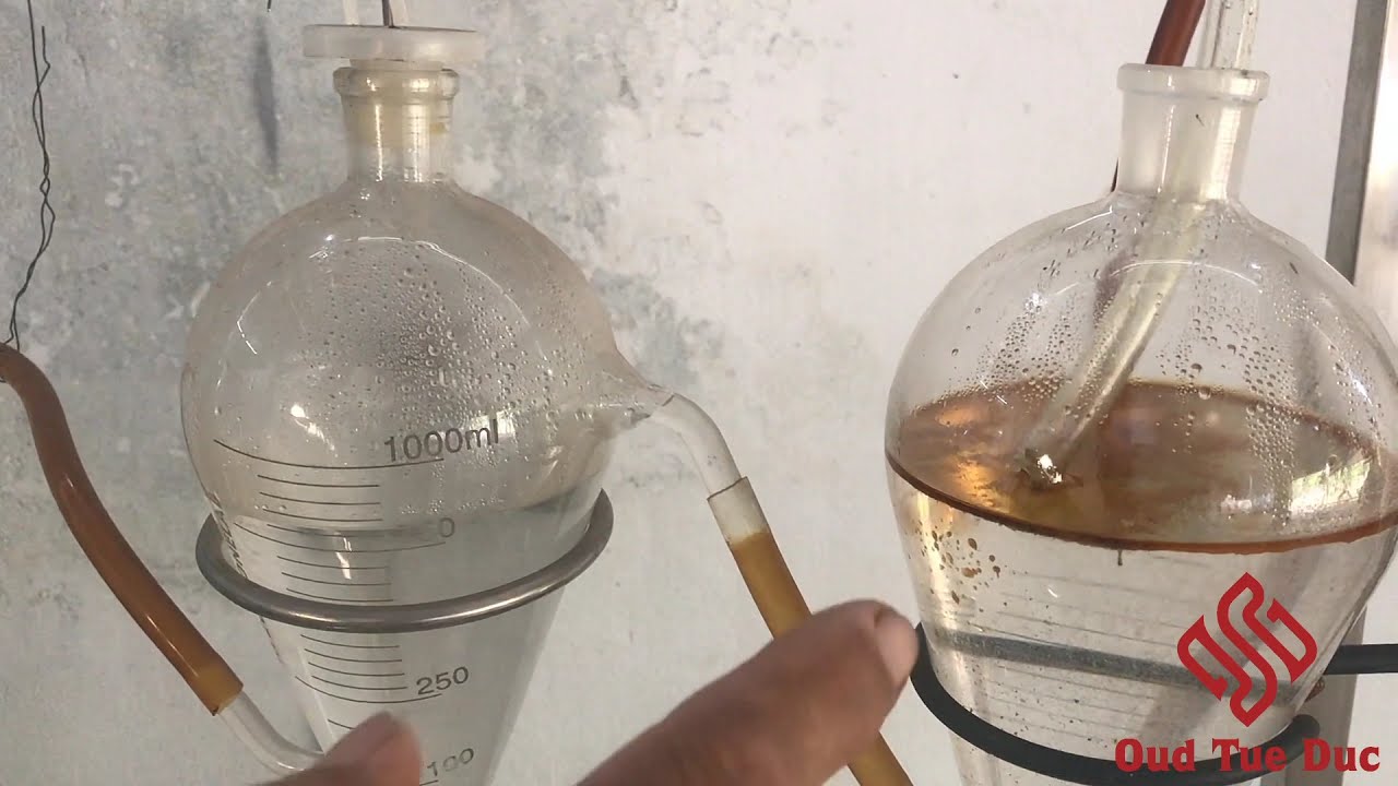 How Agarwood essential oil is made? (English Subtitle)