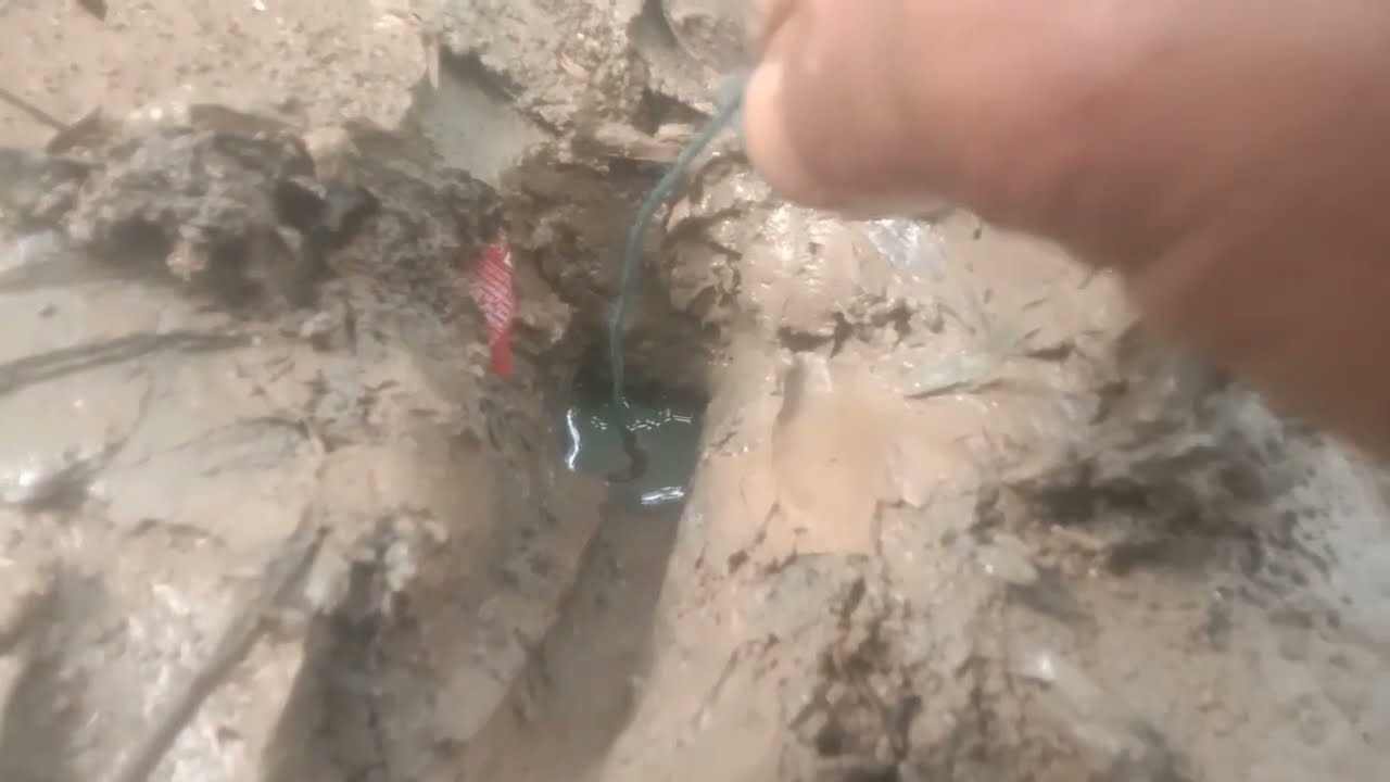 belut ny sampe ngejar kelur sambaran dn perlawanan belut sungai#mancing#fishing#welutsquad