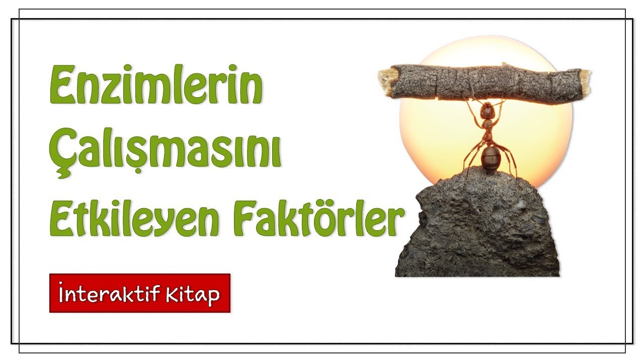 Enzimlerin Çalışmasını Etkileyen Faktörler #sayfa30