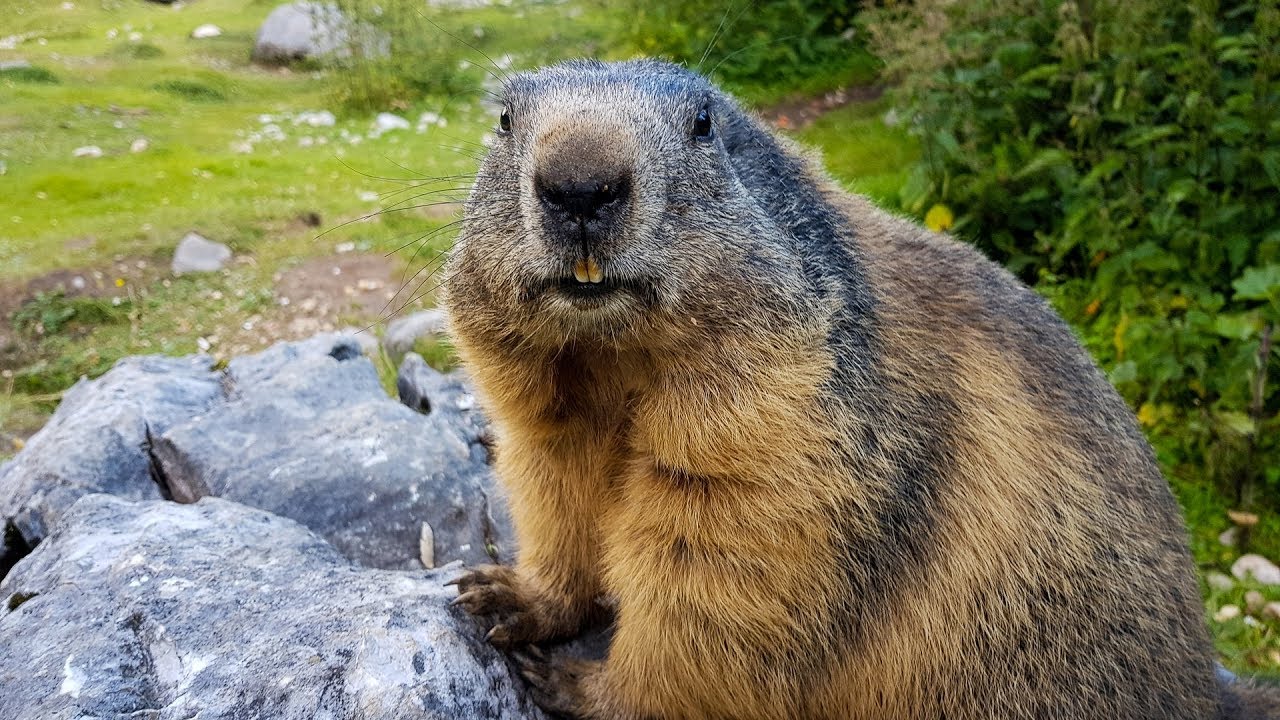 Zahme Murmeltiere an der Bachlalm, Filzmoos