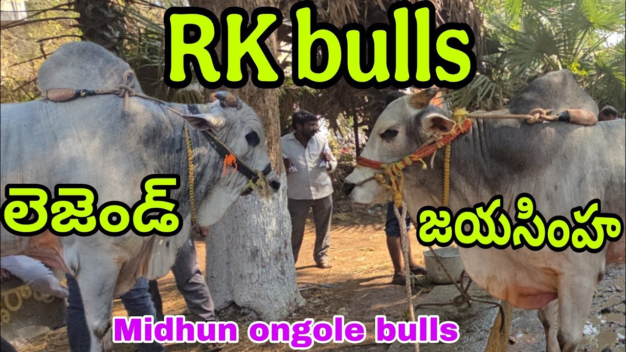 యాగంటి సీనియర్ విభాగంలో  11RK bulls జయసింహ బాలయ్య మొదటి సారి సీనియర్ విభాగంలో అడుగుపెడుతున్నాయి 