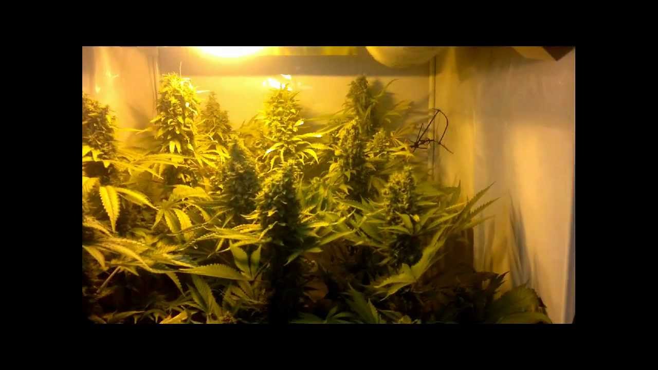 400w Hps, 250w CFL. Alaskan Ice Big Bang Cross, indoor weed sea of green Part 8
