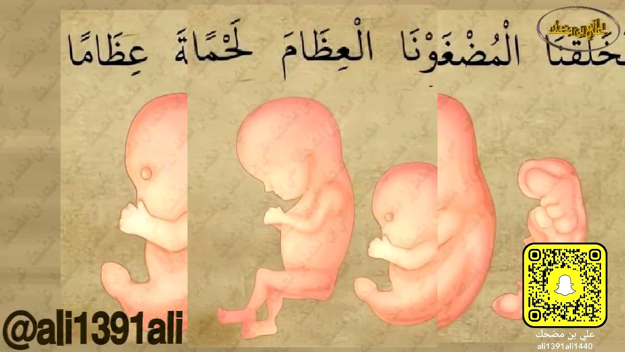 مراحل خلق الإنسان: