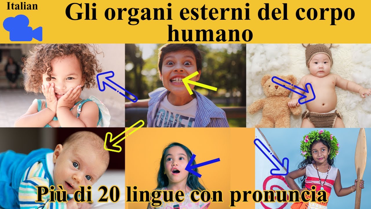 𝟒𝐊 𝐆𝐥𝐢 𝐨𝐫𝐠𝐚𝐧𝐢 𝐞𝐬𝐭𝐞𝐫𝐧𝐢 𝐝𝐞𝐥 𝐜𝐨𝐫𝐩𝐨 𝐡𝐮𝐦𝐚𝐧𝐨 𝐢𝐧 𝐈𝐭𝐚𝐥𝐢𝐚𝐧𝐨 / 𝐄𝐱𝐭𝐞𝐫𝐧𝐚𝐥 𝐎𝐫𝐠𝐚𝐧𝐬 𝐍𝐚𝐦𝐞 𝐢𝐧 𝐈𝐭𝐚𝐥𝐢𝐚𝐧 / 𝐏𝐨𝐜𝐚𝐛𝐨𝐥𝐚𝐫𝐢𝐨
