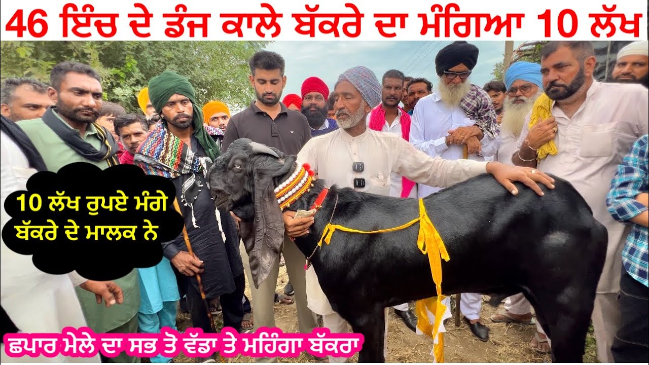 10 ਲੱਖ ਰੁਪਏ ਦਾ ਬੱਕਰਾ ||goat farming in Punjab ||best beetal goat in Punjab #giat #goats #beetal