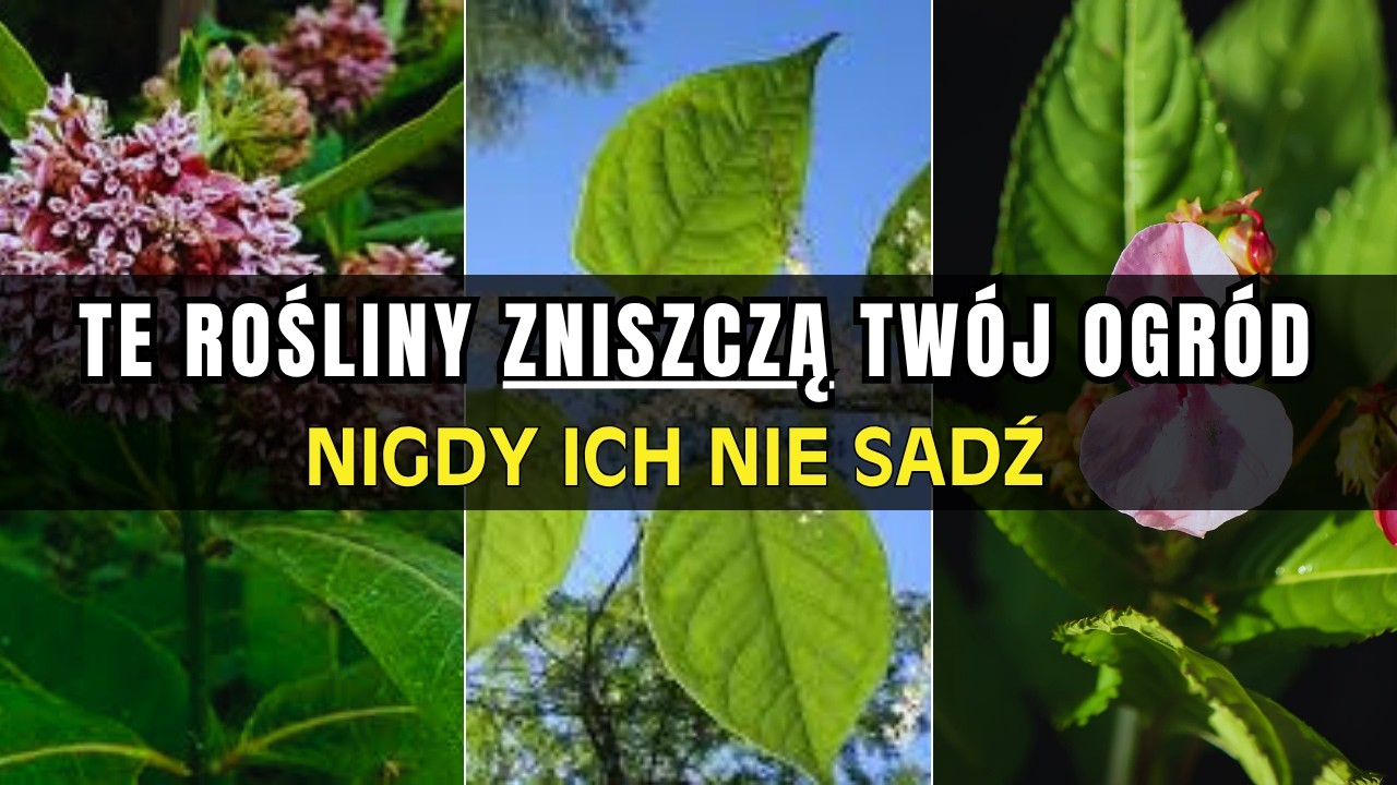 7 ROŚLIN, kt&oacute;re ZNISZCZĄ Tw&oacute;j ogr&oacute;d (i część z nich jest nielegalna!)