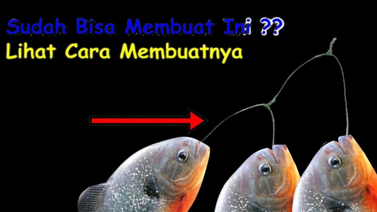 SIMPUL PANCIN CABANG TIGA BUWAT BAWAL 90%GAYOR