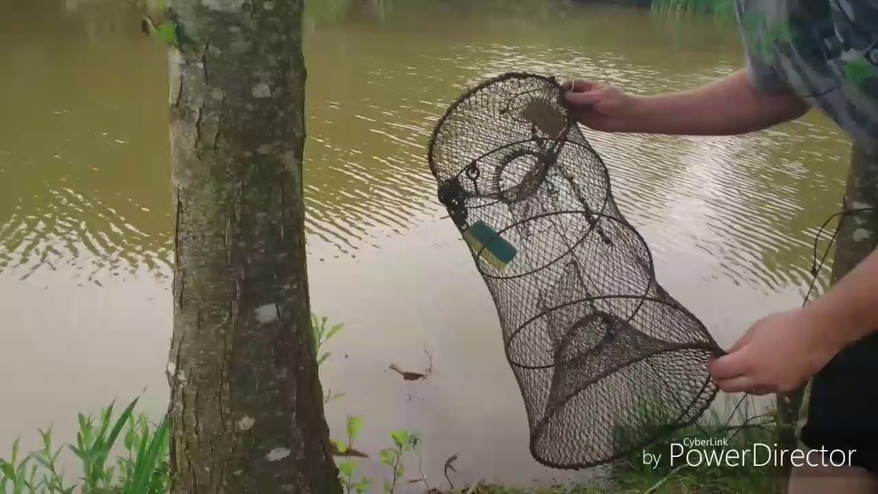 UKCA Trapping the American signal crayfish using salmon oil