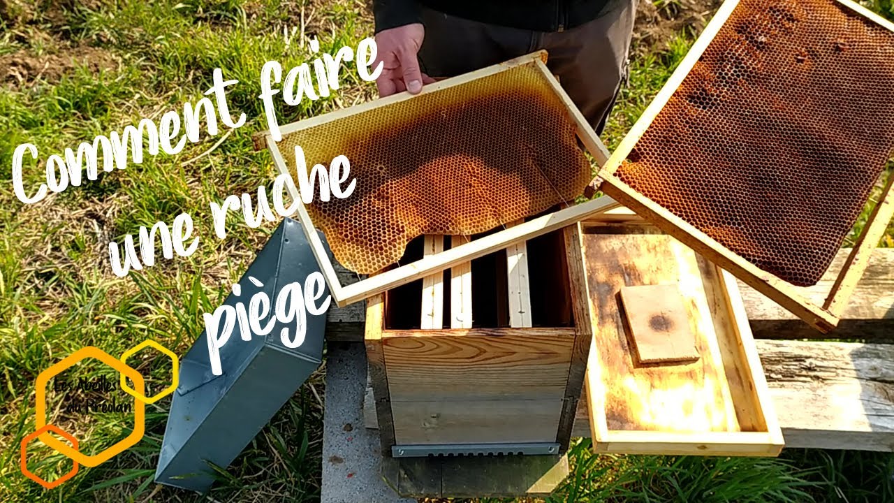 Comment faire une ruche piège ? #Apiculture
