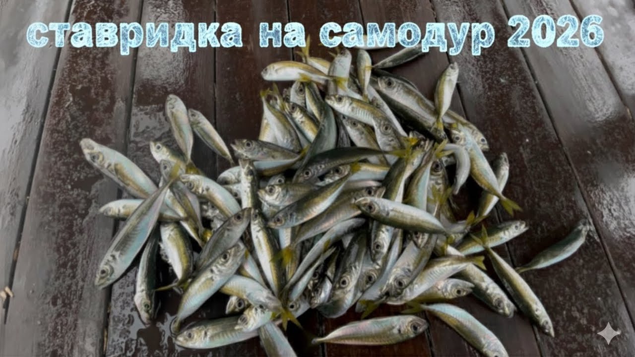 🌊Морська🥶 зимова❄️ трудова 💪риболовля 🐟мармурове море з лив Золотий Ріг
