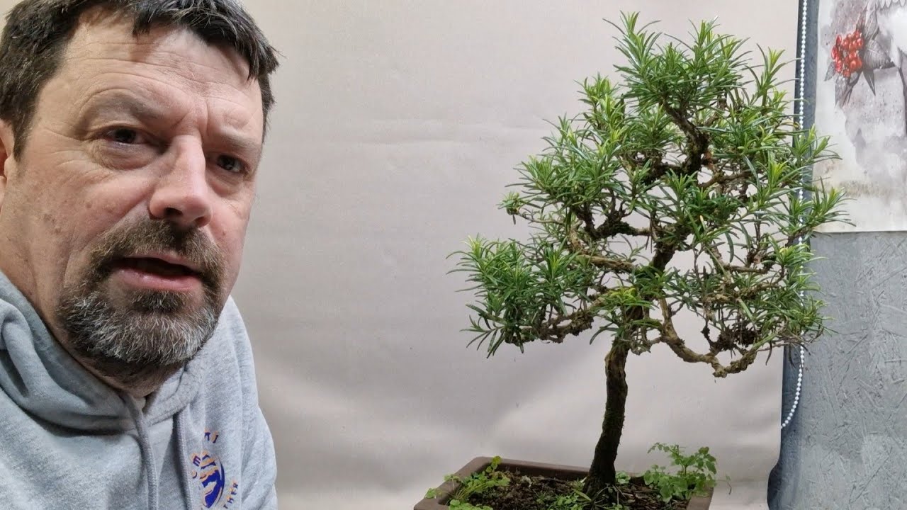 working on a rosemary bonsai tree #bonsai #tree #rosemary #gardening