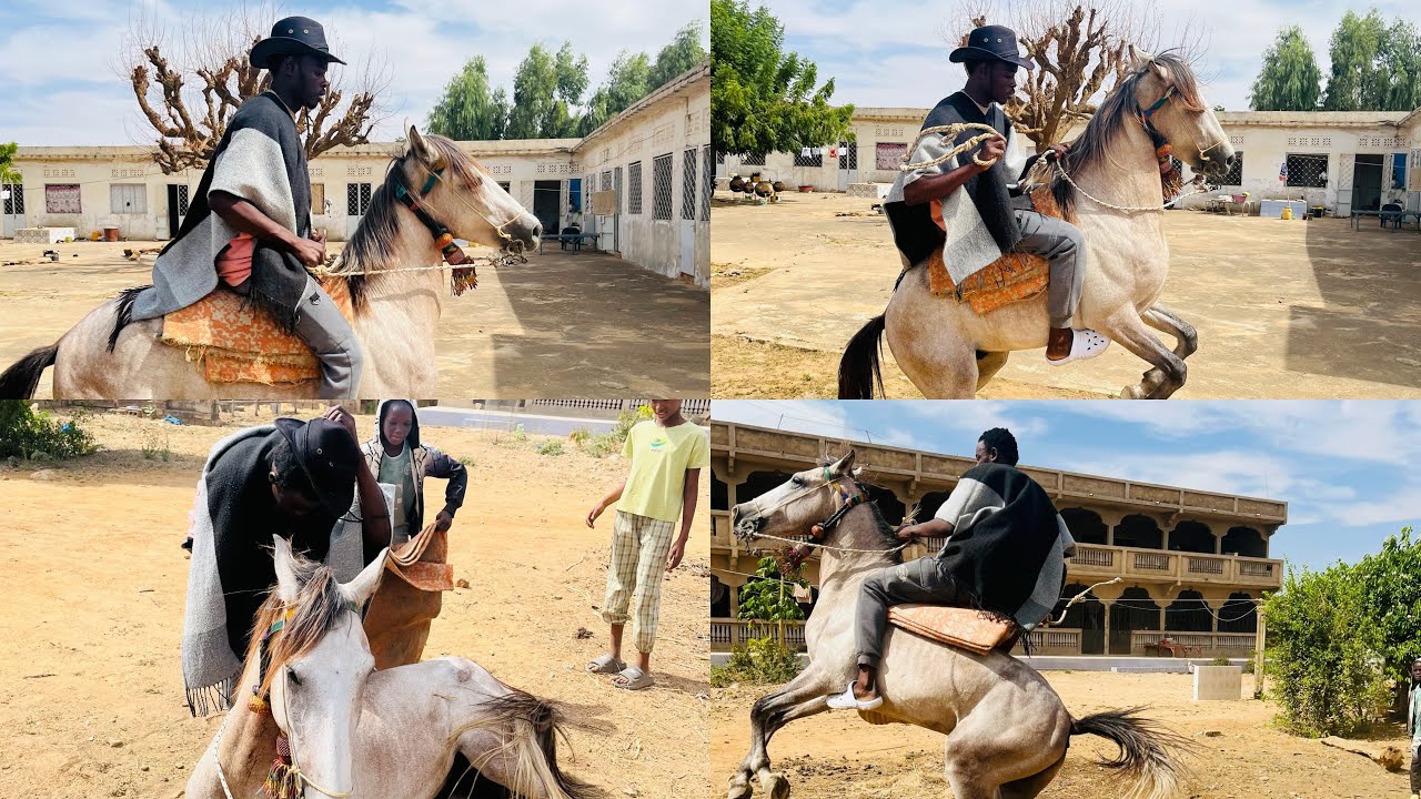 Ô’GOLLU avec Djiby Touré un jeune éleveur et dresseur de cheval à Diawara