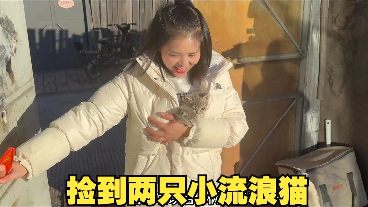 在寒风里捡到两只发抖的小猫咪，好不容易用火腿肠把两小只抓住，结果回家后傻眼了