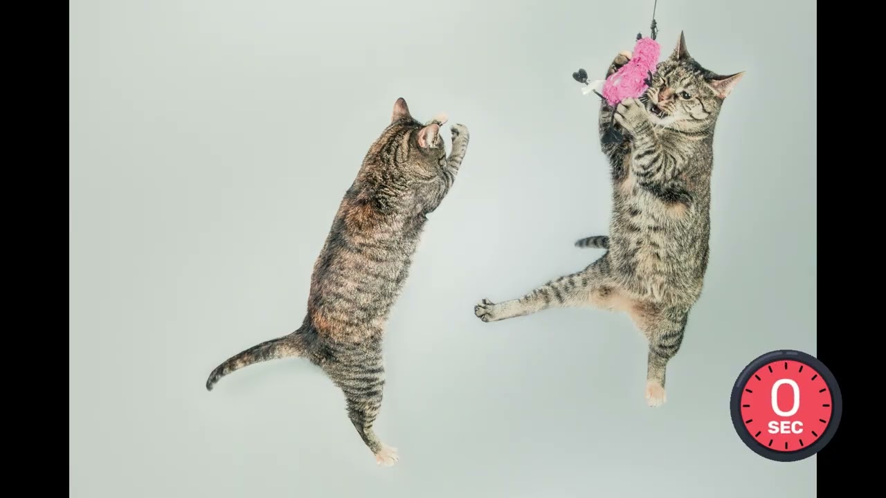 Cat Reference Photos for Sketching - 50 Timed Static And Dymanic Poses for Artists