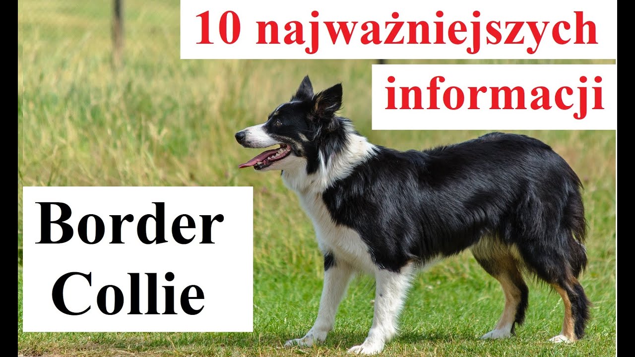 Border Collie  - 10 najważniejszych informacji