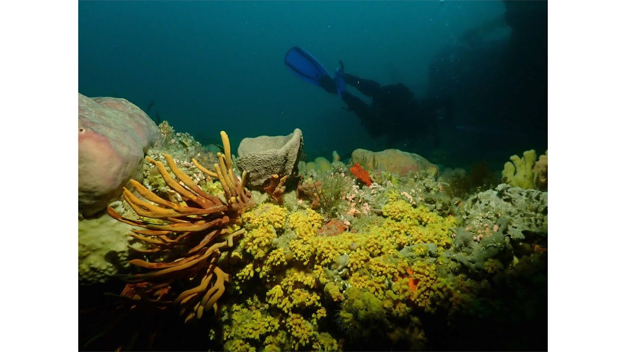 Wall Dive, Crayfish - The Rip